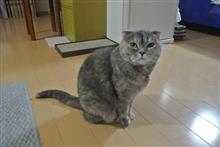 〔ネコ〕今週のレミサト (３)