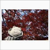 そろそろ紅葉？