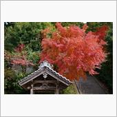 2023 晩秋の彩り（ 序章 ...