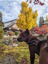 MOMOちゃんDIARY🐕‍🦺虎渓山の紅葉黄葉編🍁