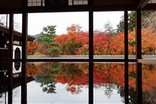 宝徳寺の床もみじ