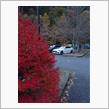 代車W206で🍁ﾓﾐｼﾞ🍁狩り