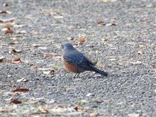 今日は休みを取っていて、相変わらず野鳥撮影(^^) 今日は休みを取っていて、相変わらず野鳥撮影(^^)