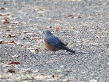 今日は休みを取っていて、相変わらず野鳥撮影(^^)