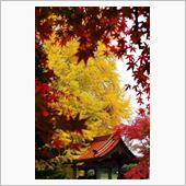 黄葉とか紅葉とか de 気分 ...