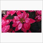 １１月３０日、おはようござい ...
