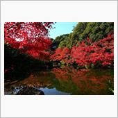 黄葉とか紅葉とか de 気分 ...