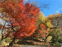 紅葉見に行こうよ！(奈良奥山ドライブウェイ)