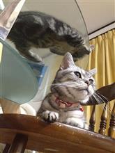 2023年11月の猫神様の日 #猫 #猫神様 #猫神様の日 #偲ぶ #体重測定 #アメショー #ミミ #ナナ #ロシアンブルー #ルル #ロッピー #オシキャット #モモ #アビシニアン #アッピー 2023年11月の猫神様の日 #猫 #猫神様 #猫神様の日 #偲ぶ #体重測定 #アメショー #ミミ #ナナ #ロシアンブルー #ルル #ロッピー #オシキャット #モモ #アビシニアン #アッピー