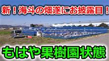 新しくなった海斗の畑を遂に紹介しちゃいます！これはもう立派な果樹園と言ってもいいんじゃないか？