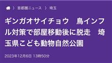 ギンガオサイチョウ(ΦωΦ)
