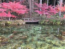 モネの池に行ってきました♪