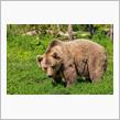 クマった！？いや冗談抜きで大変！！とうとうクマ現る！