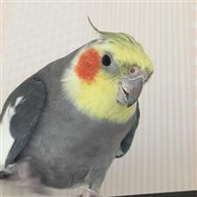 エンジンついてたらなんでもいいの？