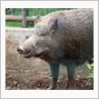 八王子市役所至近のクマ目撃情報はどうやらイノシシ！？