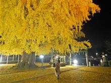 今年は異常に長く続く地元の紅葉風景(=ﾟωﾟ)ﾉ　丹生酒殿神社・杉村公園