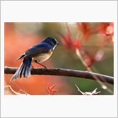 瑠璃色の紅葉狩り♪