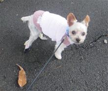 ⚠️閲覧注意🐌そして腹巻デビュー🐶