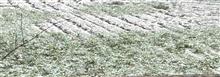 積雪 積雪