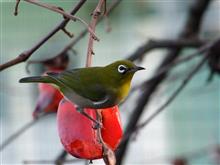 柿と野鳥を撮影しました！（ウチの庭だけど…）