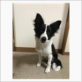 ウメさん、立ち耳決定