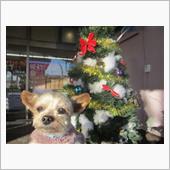 クリスマスもお散歩