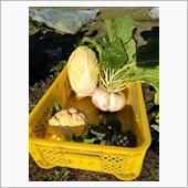 冬野菜の収穫