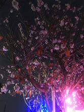 クリスマスの夜に桜