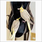 リックサックがトリバゴ🐥🐥
