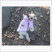 お散歩絶好調🐕