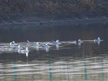 久々に池に行ってみた 久々に池に行ってみた
