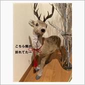 正月シカメカ手術
