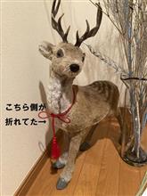 正月シカメカ手術