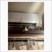 ちゃっかりサン