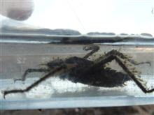 ⚠昆虫写真あり⚠新年初ヤゴ調査