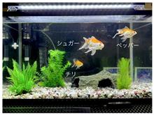 金魚妻⑤！ シュガーの寝床