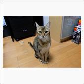 ありがとう ナナ
