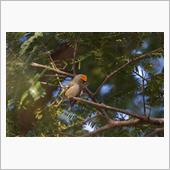 年末年始に撮り貯めていた野鳥達