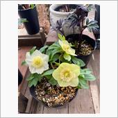 氷の薔薇　⁉️