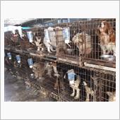 繁殖犬、猫
