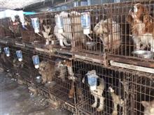 繁殖犬、猫
