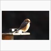里山で身近な鳥撮り