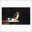 里山で身近な鳥撮り