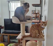 大きくなりました           #猫 #チャッピー #ベンガル #あや #アビシニアン