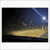 危うく鹿🦌にやられるところ ...