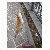 柴山沼でワカサギ狙い