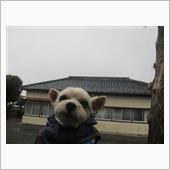 今日も雨で朝のお散歩は中止です