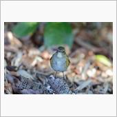 近所の公園でルリ嬢