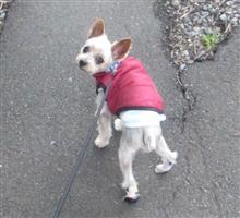 久しぶりに朝のお散歩🐶