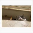 起床アラームは集合の知らせ🐈